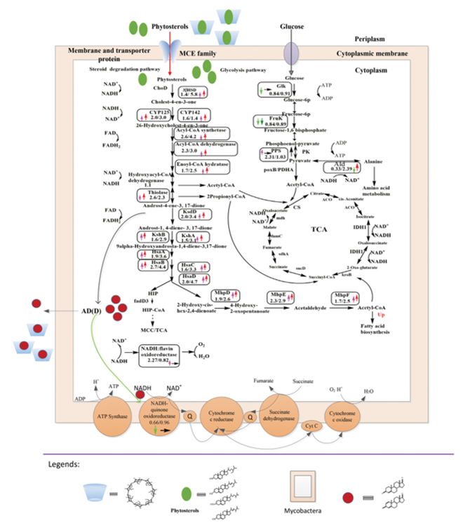 羥丙基-β-環糊精對甾醇的代謝調控機制(圖1)